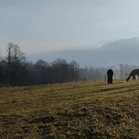 Zalasek Z Alpakami Apartment *