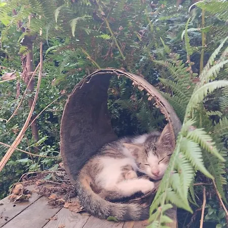 Apartment Zalasek Z Alpakami *